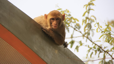 o maimuta pe acoperisul unei statii de autobuz din new delhi, india.