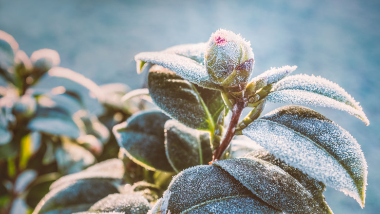 Camellia plant bud and leaves on a frost cold morning in winter