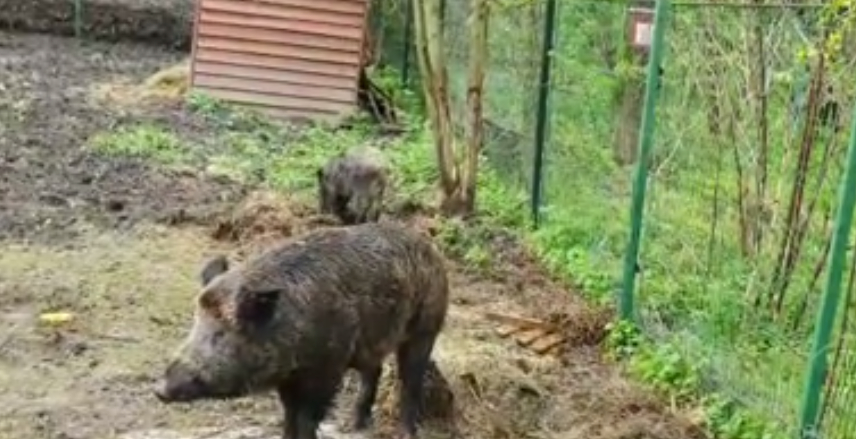 Mistreți torturați de un tânăr din Hunedoara care își antrena cu ei câinii de vânătoare