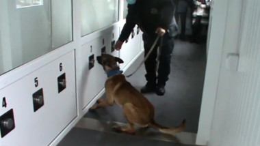 Câini dresați la Sibiu pentru depistarea infecției cu COVID-19