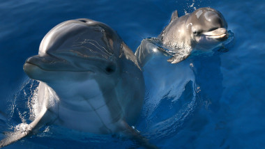 Doi delfini au ieșit la suprafața apei.