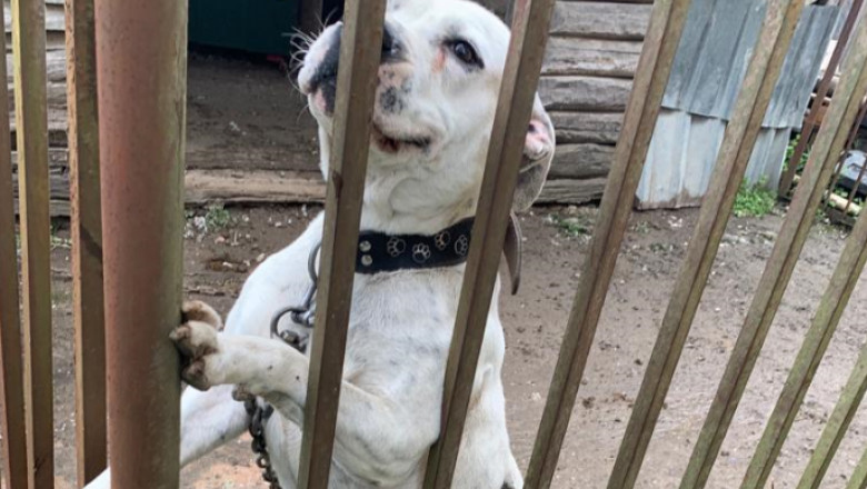 Un câine Amstaff legat cu un lanț se bucură la un gard.