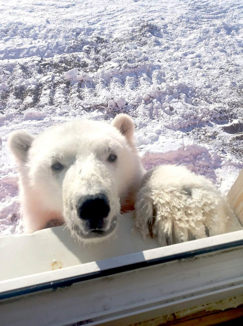 Pui de urs polar orfan salvat de mineri pe o insulă arctică îndepărtată