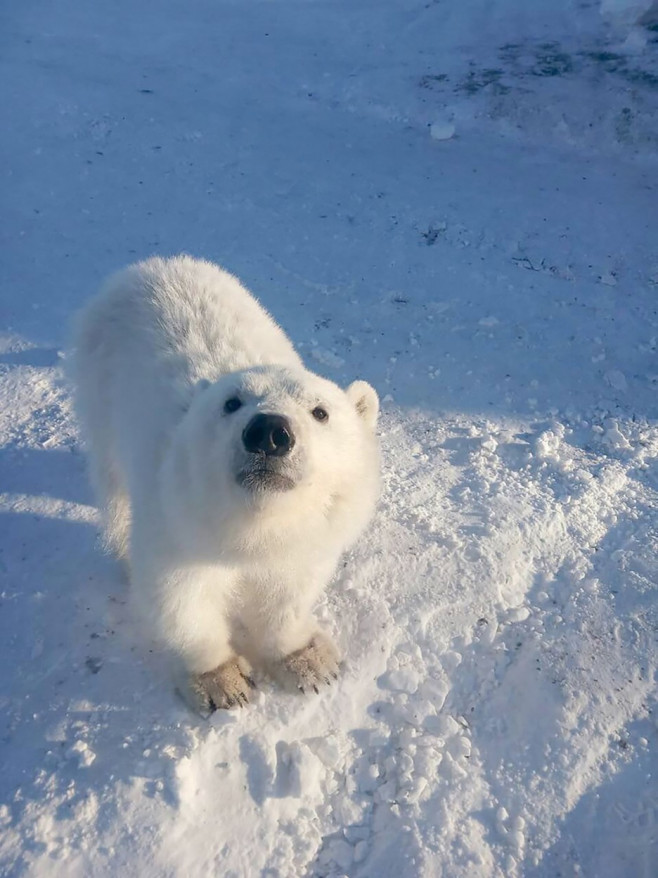 Helicopter mercy mission saves polar bear cub tamed ‘like a dog’ by gold miners on remote Arctic island