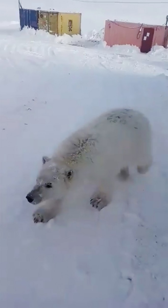 Helicopter mercy mission saves polar bear cub tamed ‘like a dog’ by gold miners on remote Arctic island