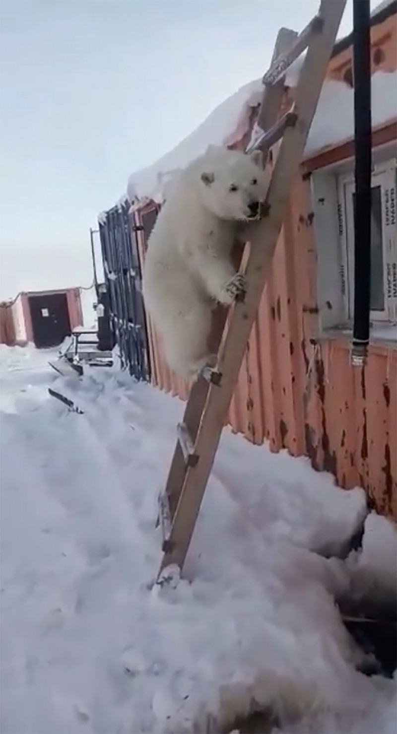 Helicopter mercy mission saves polar bear cub tamed ‘like a dog’ by gold miners on remote Arctic island