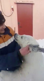 Helicopter mercy mission saves polar bear cub tamed ‘like a dog’ by gold miners on remote Arctic island