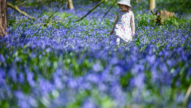 o fetita intr-unn camp cu flori albastre de primavara