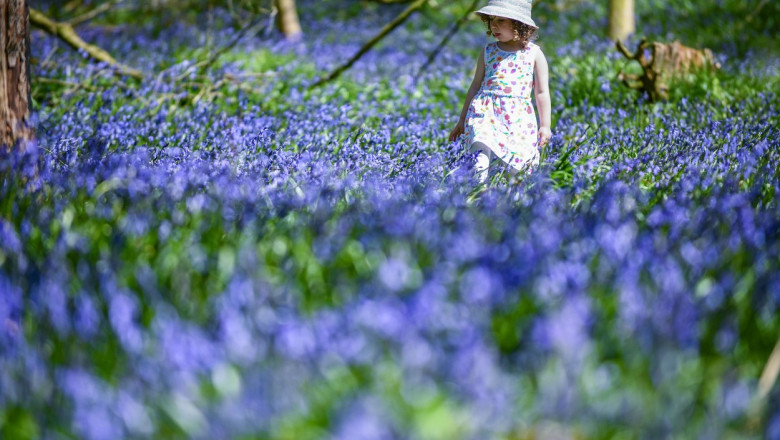 o fetita intr-unn camp cu flori albastre de primavara