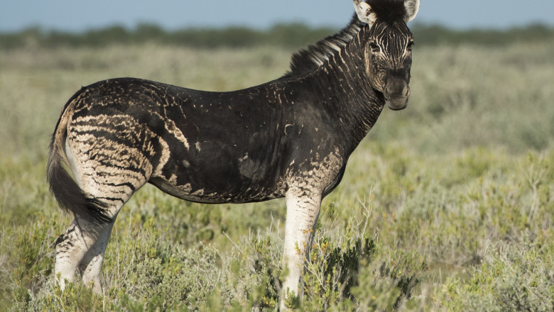 O zebră fără dungi a fost fotografiată în Parcul Național Etosha din Namibia.