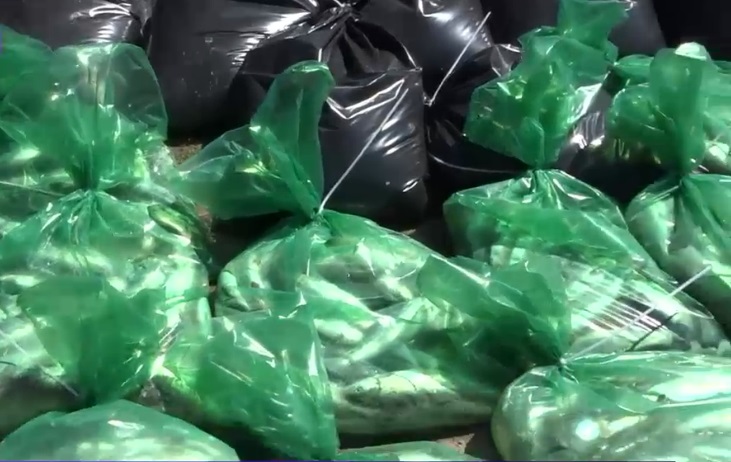 Dezastru ecologic pe râul Bicaz, toți peștii au murit după ce au fost otrăviți cu amoniac