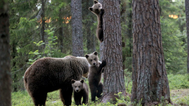 Ursoaică cu 3 pui în pădure.