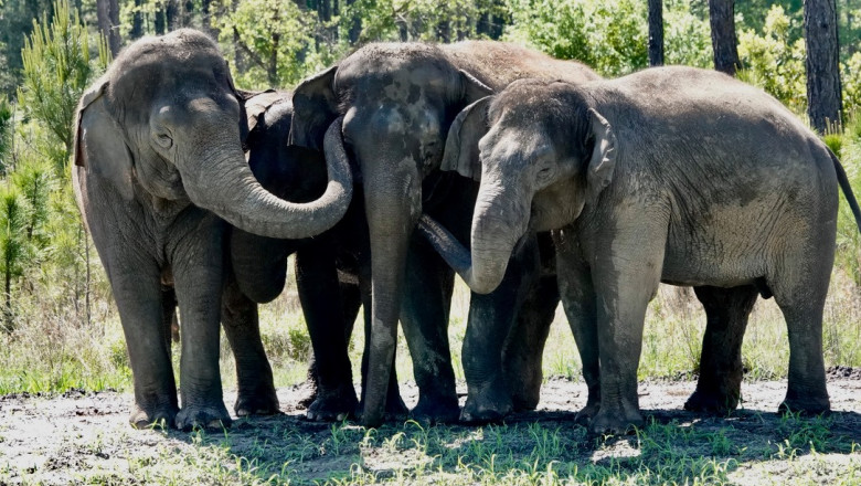 elefanti in rezervatie
