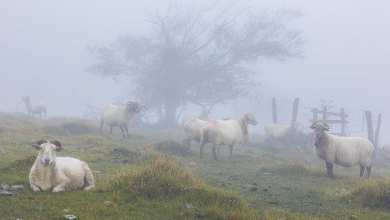 un grup de oi pe un deal, intr-o zi cu ceata si umeda