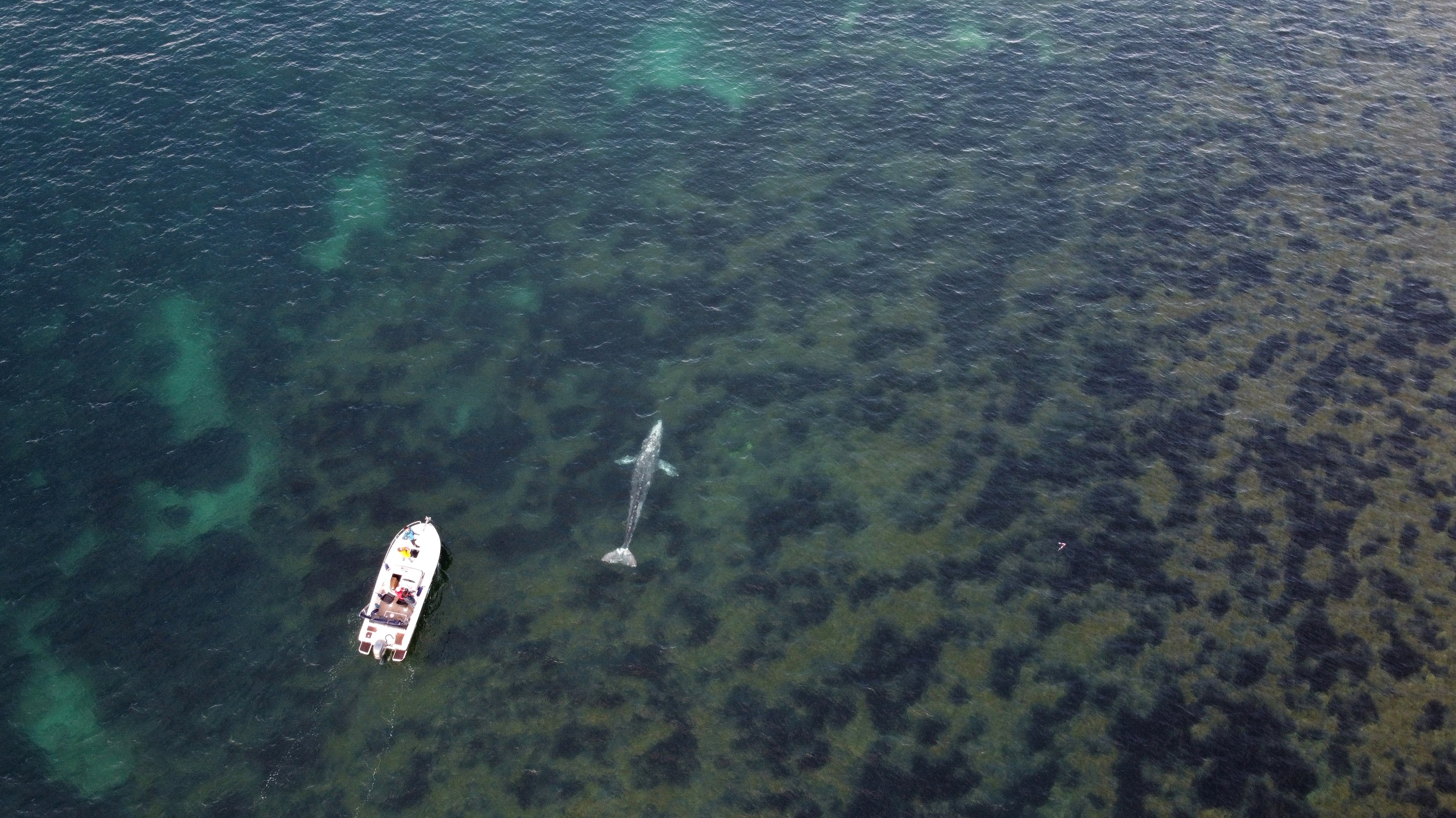 VIDEO Waly, o balena cenusie, s-a ratacit in Mediterana si incearca cu disperare sa se intoarca in Pacific. „Este doar piele si os”