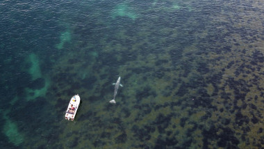 vedere din drona deasupra mediteranei, se vad o balena in apa si o barca langa ea