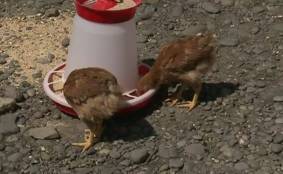 Pagubiti, dupa ce au cumparat pui cu gripa aviara. Pasarile au murit in cateva zile, iar oamenii vor banii inapoi