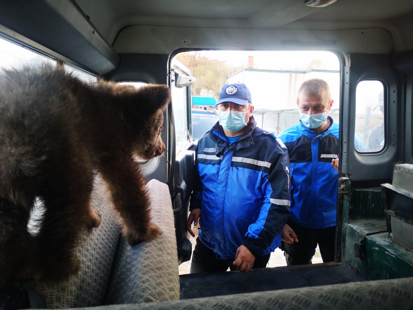 Doi pui de urs răniți au fost salvați de jandarmi