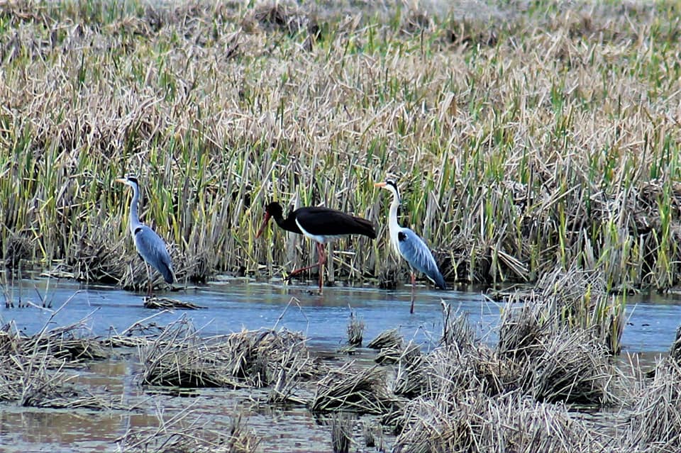 Guvernul trebuie să stabilească până în august noi arii naturale protejate și zone pentru biodiversitate. Măsura este prevăzută în PNRR