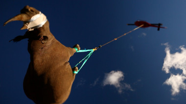 rinocer transportat cu capul in jos de un elicopter