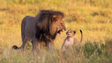 Un leu mascul se joacă cu un pui de leu în savană