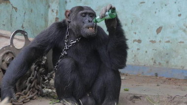 cimpanzeul tarzan