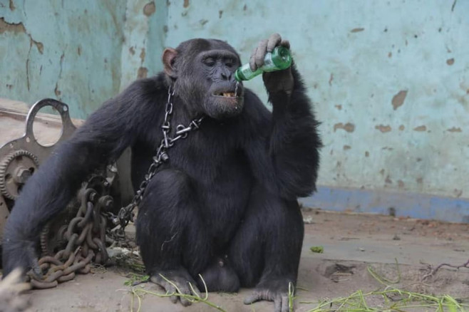 cimpanzeul tarzan bea o bere