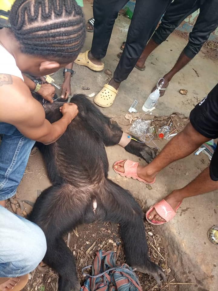 cimpanzeul tarzan