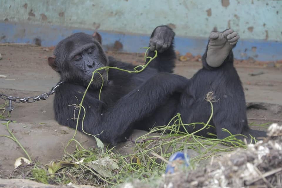 cimpanzeul tarzan in captivitate 2