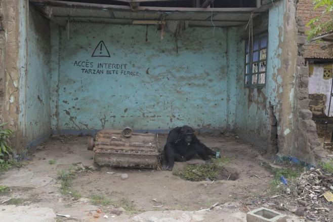 cimpanzeul tarzan in captivitate
