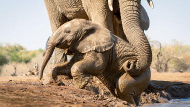 pui de elefant ajutat de mamă să iasă din apă