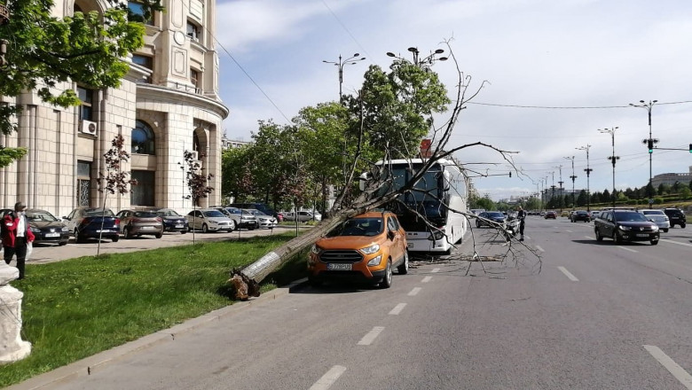 copac cazut peste o masina