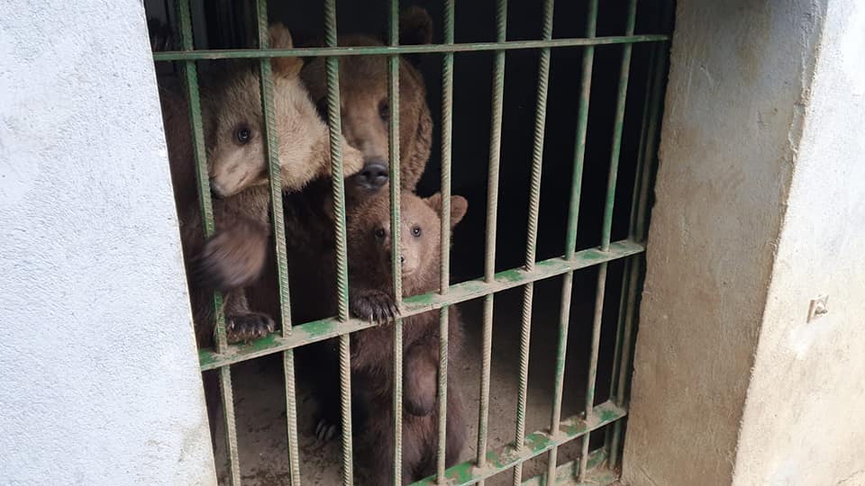 9 din 10 români se declară preocupați de drepturile animalelor, dar 61% se opun desființării ZOO, iar 49% vor să le vadă la circ (IRES)