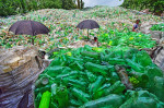 Workers at a recycling centre in Bogra, Bangladesh - 26 Jul 2018