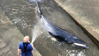 O balenă de mici dimensiuni a rămas blocată în râul Tamisa
