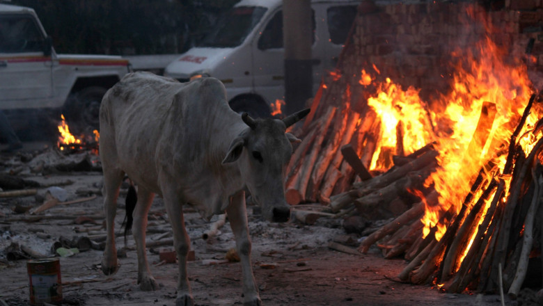 O vacă se plimbă pe lângă un foc în India