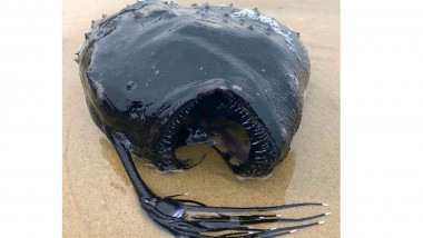 Pește de culoare neagră cu gura larg deschisă și o coadă pe lângă corp, eșuat pe o plajă