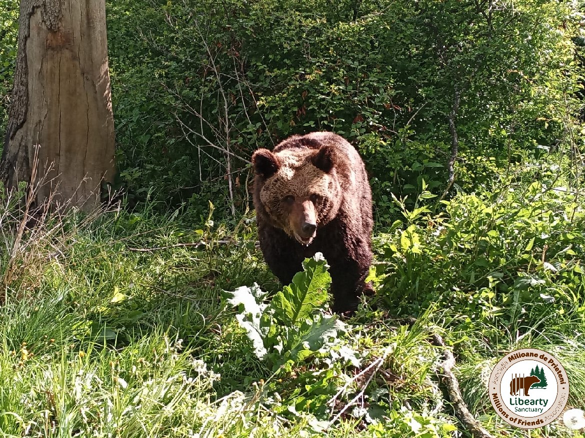„Ursoaica fara nume”, eliberata dupa 38 de ani de la Zoo, primeste o identitate. Numele pe care i l-au ales telespectatorii Digi24