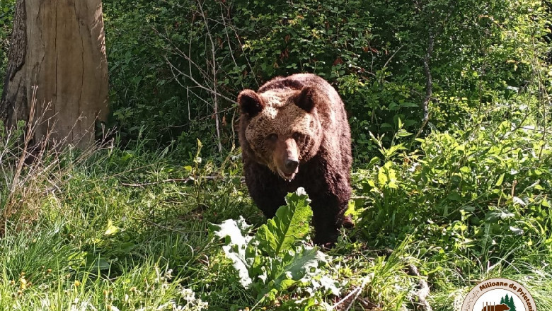 ursoaica marta in sanctuarul de la zarnesti