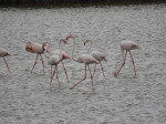 flamingo-delta-dunarii-fb2