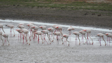 flamingo in delta dunarii