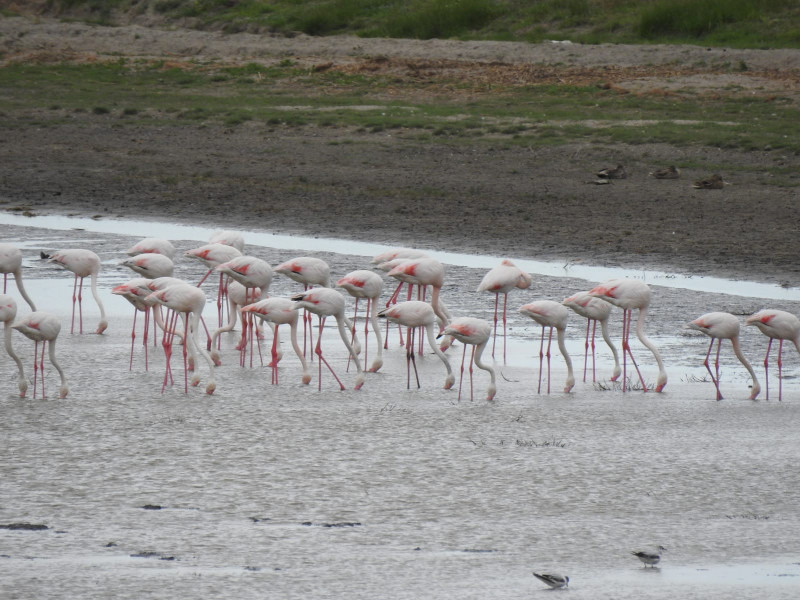 flamingo-delta-dunarii-fb