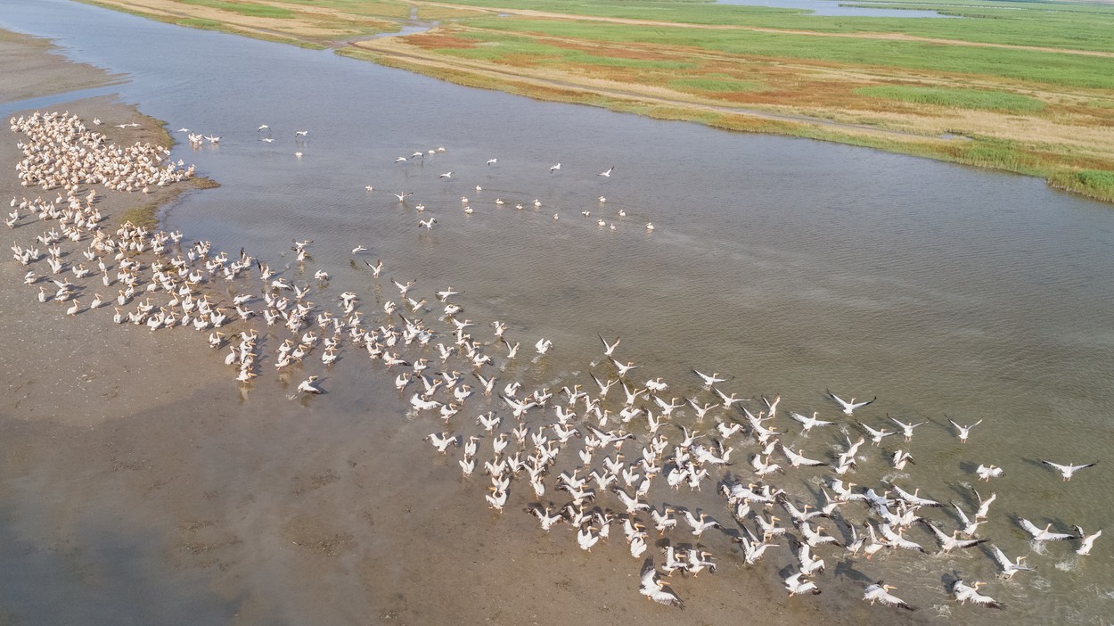 VIDEO. Sute de pelicani au fost surprinsi din nou in Parcul Natural Balta Mica a Brailei