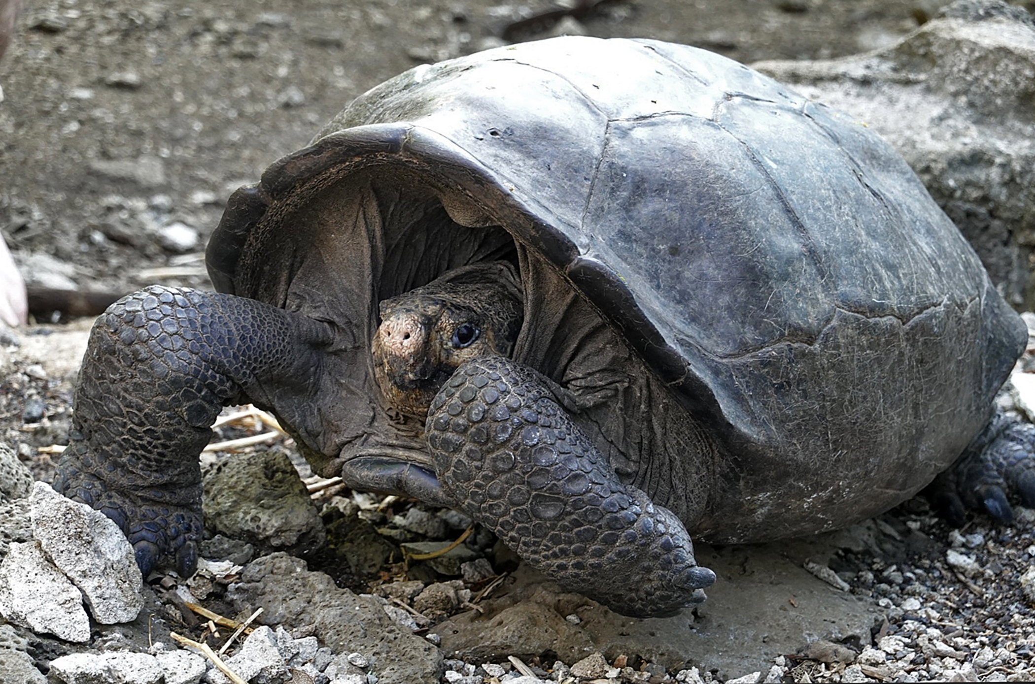 O broască țestoasă dintr-o specie considerată dispărută acum 100 de ani trăiește în Insulele Galapagos