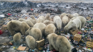 un grup mare de ursi polari muradi care cauta intr-o groapa de gunoaie