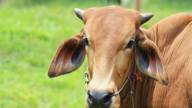 Vacă tânără pe un câmp din Tailanda