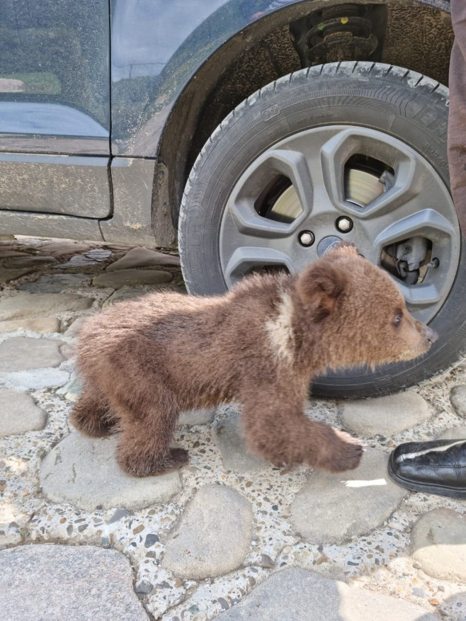 Un pui de urs a fost găsit în curtea unei unei pensiuni de Suceava FOTO: Facebook/ Romsilva