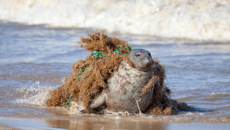 o foca infasurata in deseuri din plastic pe o plaja