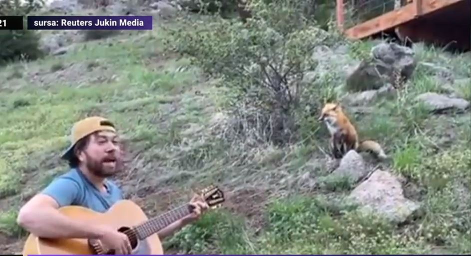 VIDEO. O vulpe, spectator al unui concert de chitara in varf de munte