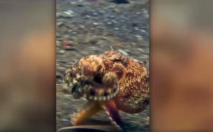 VIDEO. Caracatita „bipeda”, senzatie pe internet